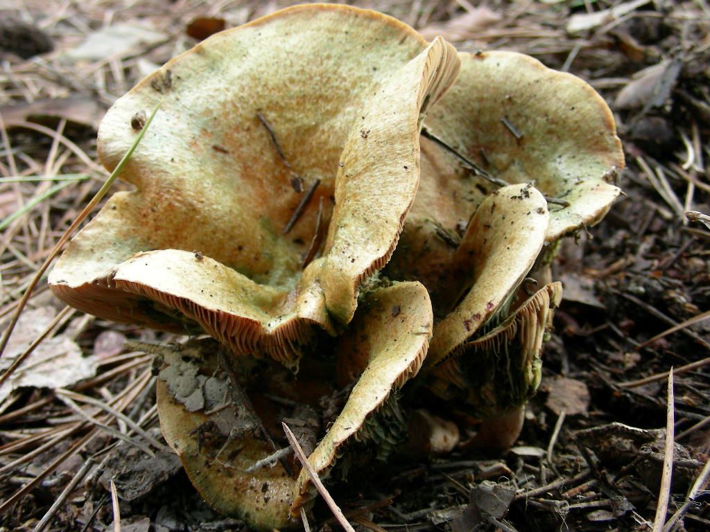 1865 Dicembre vecchio ritrovamento